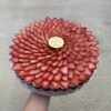 Pavlova 12"